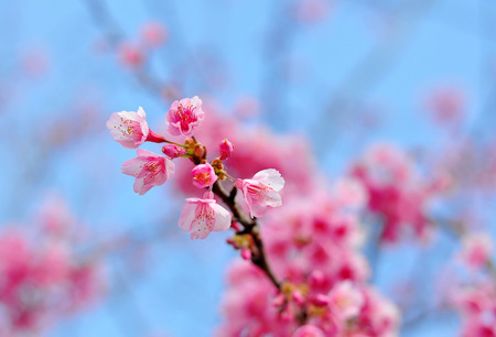 Closeup of beautiful pink flowers in Thailand   Cherry blossom の写真素材