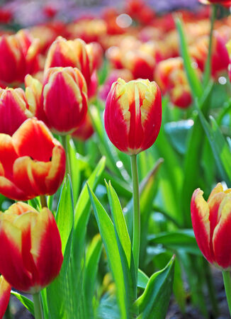 Closeup of red tulips in the park  の写真素材