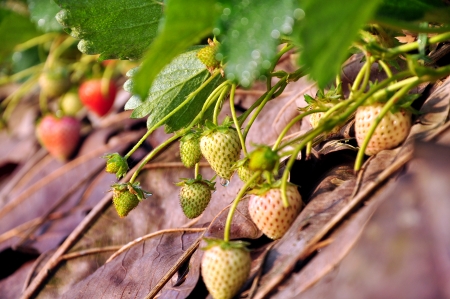 Fresh strawberries with dew in Doi Ang Khang, Chiangmai, Thailandの写真素材