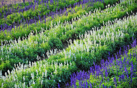Lavender field in Thailand  Nature Background の写真素材