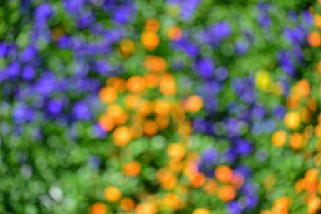 Blurred Background : Colorful flowers in the park.の写真素材