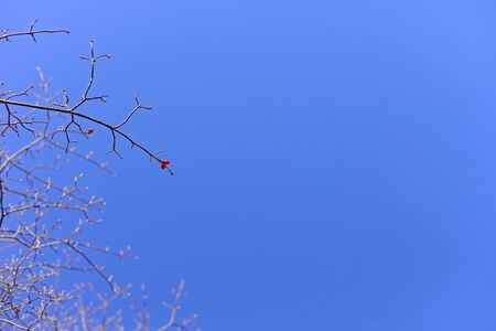 Tree branch against blu sky backgroundの写真素材