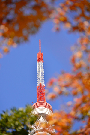 Tokyo Tower with red maple leaves in Japan の写真素材