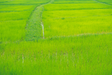 Rice field thailand green rice farm and asian farmer in rainy season.の写真素材