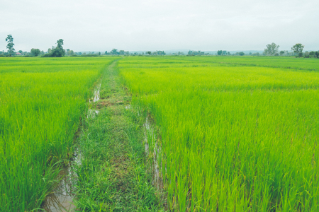 Rice field thailand green rice farm and asian farmer in rainy season.の写真素材