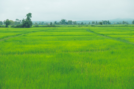 Rice field thailand green rice farm and asian farmer with mountain on rainy season.の写真素材
