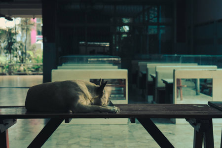 lonely dog on the tableの写真素材