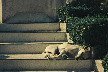 a sleeping dogの写真素材