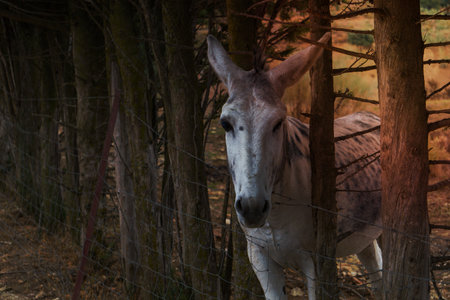 black and white donkey behind a metal fence with field in the backgroundの写真素材