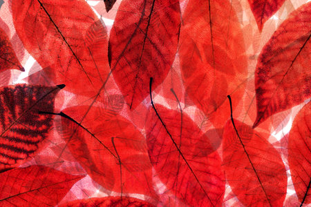 Backdrop of colorful autumn leaves. Flat lay, top view. Autumn, fall concept.の写真素材