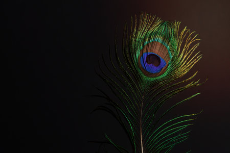 close-up of a colorful peacock feather on a black backgroundの写真素材