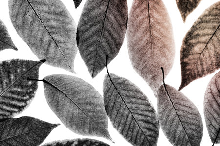 Backdrop of black and white autumn leaves. Flat lay, top view. Autumn, fall concept.