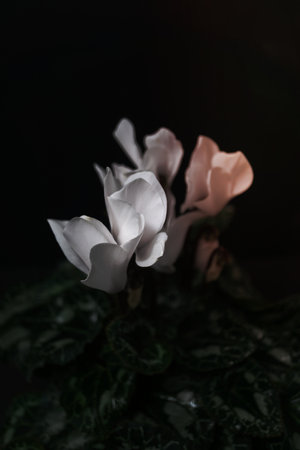 natural ornamental potted plant , isolated on black background copy-spaceの写真素材