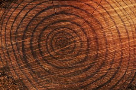 Old wooden oak tree cut surface. Detailed warm dark brown and orange tones of a felled tree trunk or stump. Rough organic texture of tree rings with close up of end grain.の写真素材