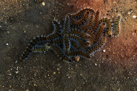 pine processionary caterpillar (Thaumetopoea pityocampa) nesting in a pine groveの写真素材