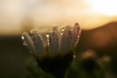 close-up of daisy out of focus with dewdrops at dawnの写真素材