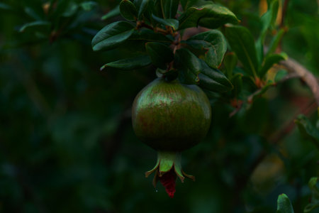 organic pomegranate on tree with blurred background and copy spaceの写真素材