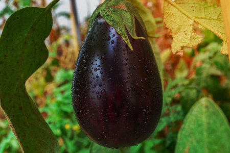close-up of a ripe eggplant with dewdrops and plant leavesの写真素材