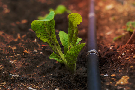 small lettuce recently planted with drip system in organic urban gardenの写真素材