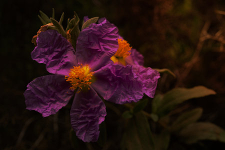 close-up of the rockrose flower, Cistus albidusの写真素材