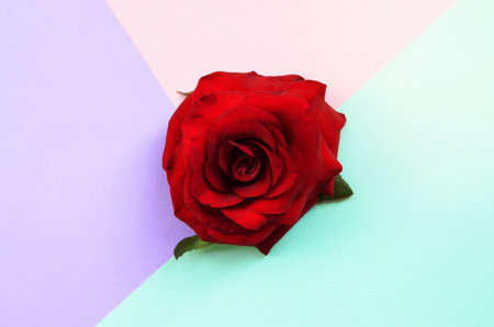 Dark red rose flower on pastel blue pink and lilac background top view. Flat lay style minimalismの写真素材