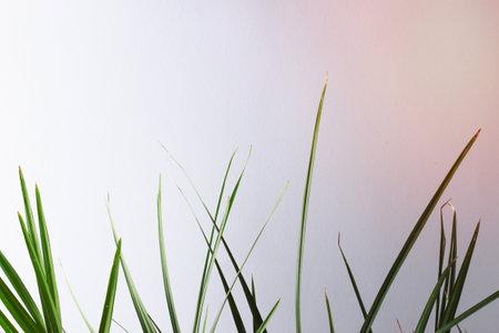 Tropical background with palm leaf Close up, copy spaceの写真素材