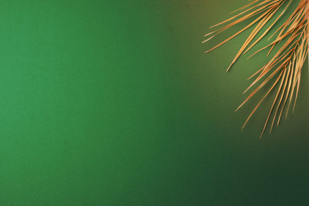 Tropical natural background with palm leaf on green. Flat lay, copy spaceの写真素材