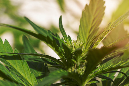 Cannabis flower Blooming marihuana plant with early white flowersの写真素材