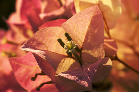 Bright bougainvillea or paper flowers as a floral background. Close-up view Bougainvillea.