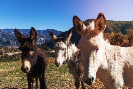 Catalan donkeys in the Pyrenees in Spain.の写真素材