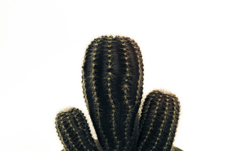Cactus, succulent, fresh green, spikes on a white background.の写真素材