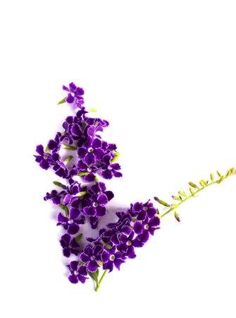 Duranta, Golden Dewdrop, Pigeon Berry, Sky flower violet flower isolated on white backgroundの写真素材