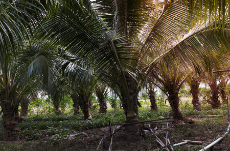 Coconut palm tree plantation growing for organic and milk products of Thailandの写真素材
