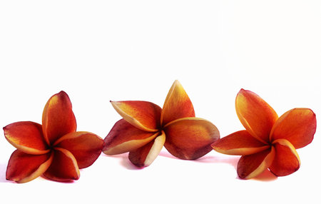 Red flower isolated white background frangipani pink beautiful natureの写真素材