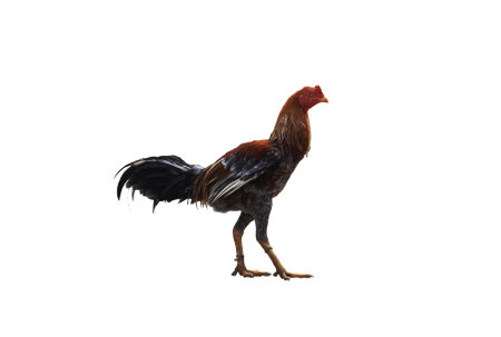 Rooster isolated on white background.の写真素材