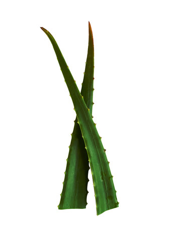Top view of Aloe Vera isolated on white backgroundの写真素材