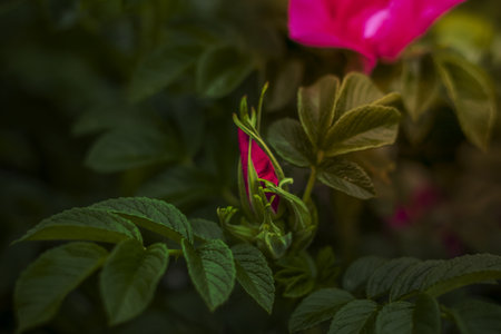 A shrub with pink rose flowers. Close-up with a copy of the space, using the natural landscape as...