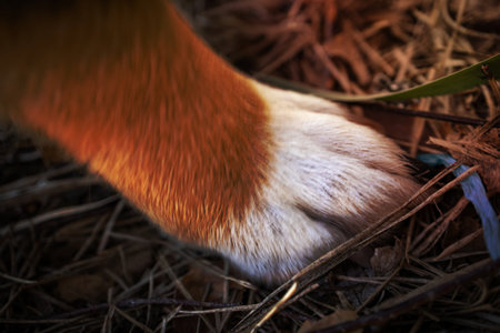 Brown and white little dog paw on brown forest ground with wet pine needles background