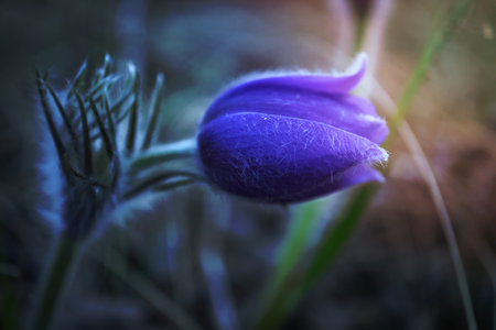 Violet prairie crocus spring flower growing in long grass in the forestの写真素材
