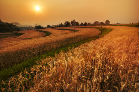 Golden Barley Field at Samoeng Chiang Mai, Thailand