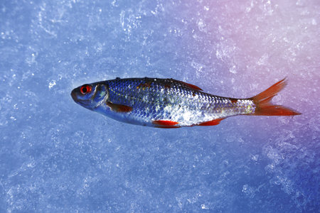 Fish lying on textured ice during winter fishing timeの写真素材