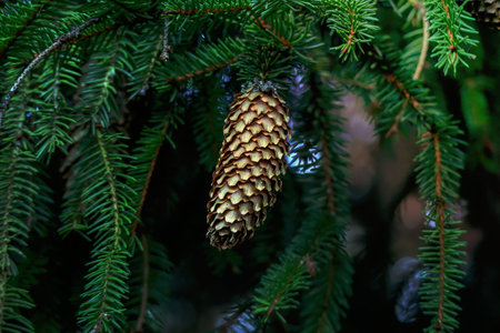 Pine tree with green needles and long brown cone backgroundの写真素材