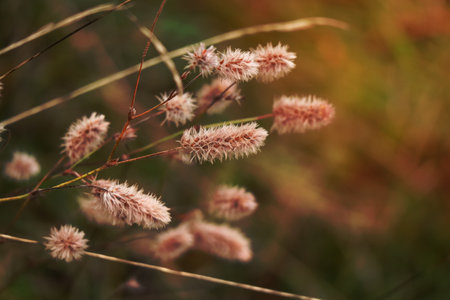 Small fluffy grass buds on blurry green grass backgroundの写真素材