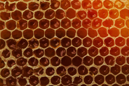 Honeycomb in closeupの写真素材