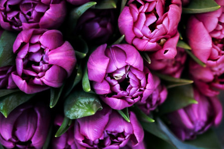 Purple tulips heads top down view on bouquet with leavesの写真素材