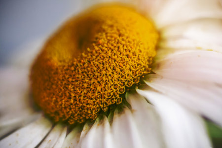 The middle of a daisy is a close-up. macro photography of a flower. Medium plan, selective snapshot. Selective focus. A postcard to celebrate the day of family, love and fidelity.の写真素材