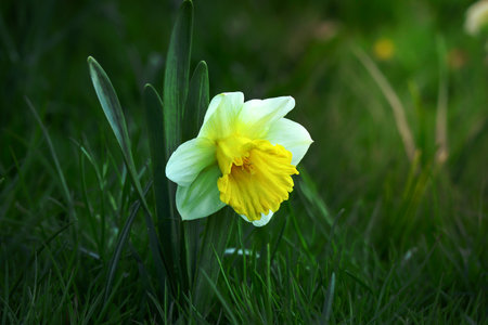 White daffodil with yellow center looking down growing on grass lawnの写真素材