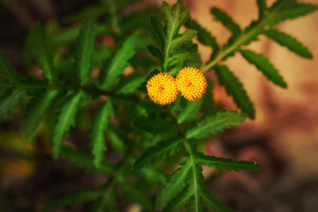 Tansy medicinal herb flower tandem on a grassy background top sown view