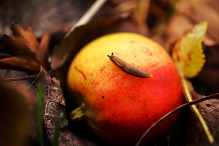 Top view of a tiny slug sitting on red and yellow ripe apple lying between brown autumn leaves on the ground during autumn season harvestの写真素材