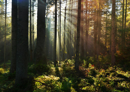 aurumn morning in the forestの写真素材